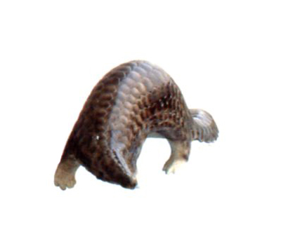 仿真穿山甲