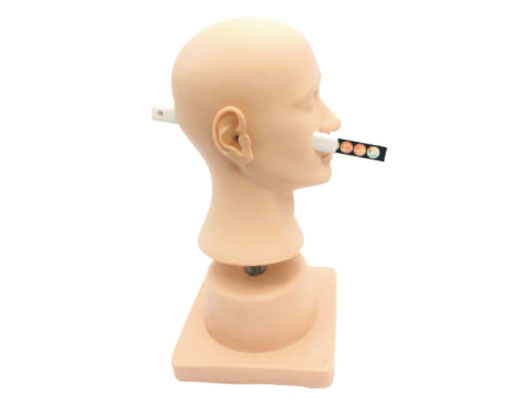 骨髓穿刺訓練模型